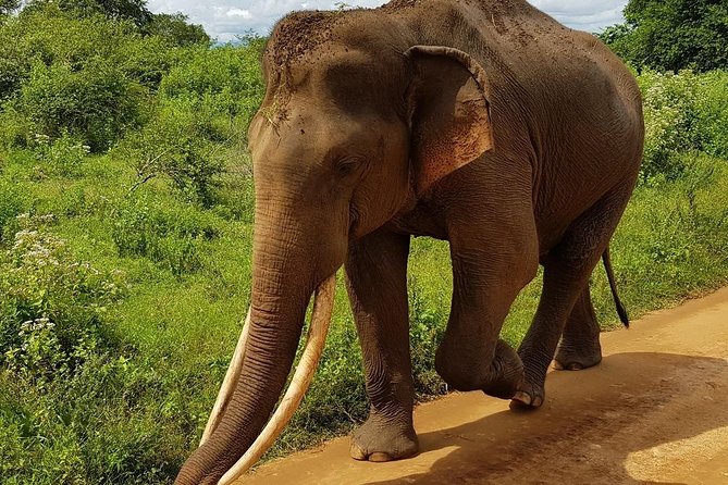 Udawalawa National Park half day Safari - Weather, minimum travelers, and last-day flexibility