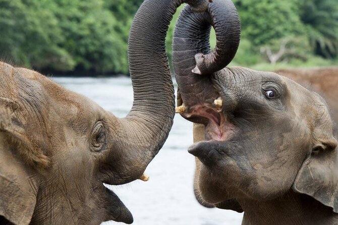 Udawalawa Safari Drive From Galle, Weligama, Mirissa & Dickwella - Price and logistics: what $80 covers and what it doesn’t
