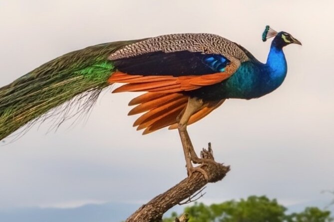 Udawalawa Safari Drive From Galle, Weligama, Mirissa & Dickwella - Who should book this Udawalawe safari drive?