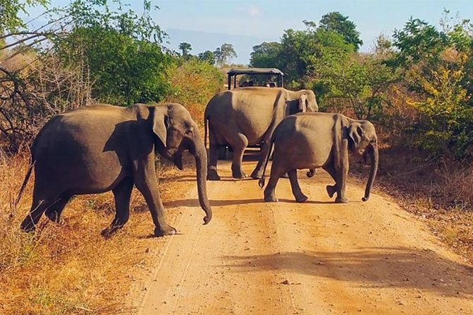 Udawalawa Safari Drive From Galle, Weligama, Mirissa & Dickwella - Should you book it?