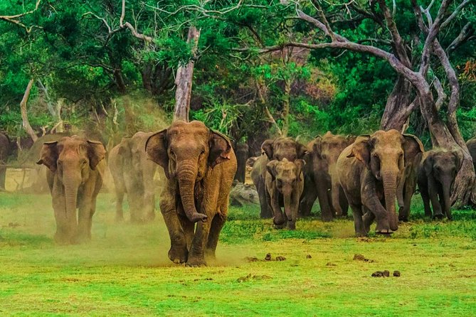 Udawalawa Safari Drive From Galle, Weligama, Mirissa & Dickwella - FAQ