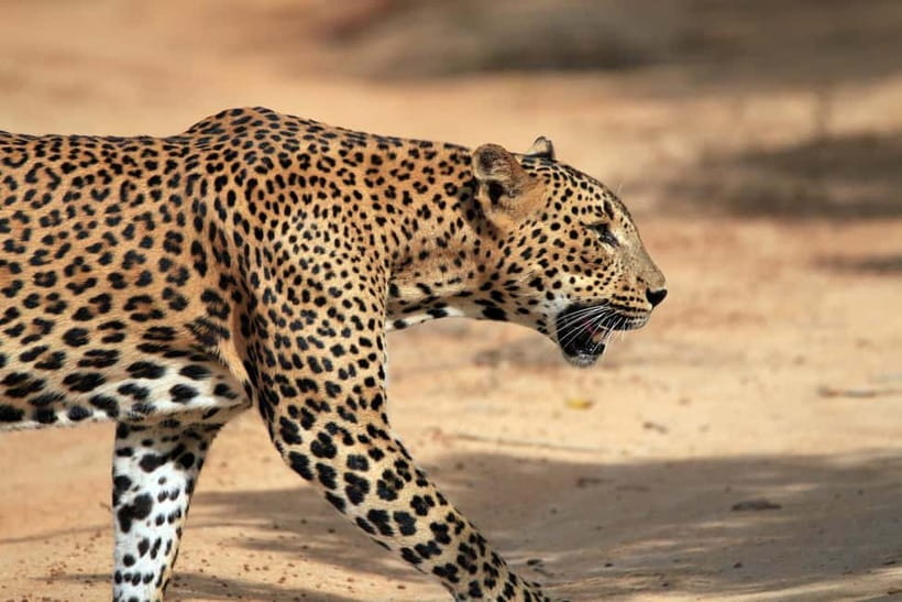 UDAWALAWA SAFARI TOUR from HAMBANTOTA PORT (Shore Excursion) - Key points before you go