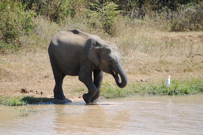 Udawalawe Elephant Safari: 3h Jeep Adventure (All Inclusive) - Stop 2: Udawalawe National Park jeep safari (3 hours of elephant time)