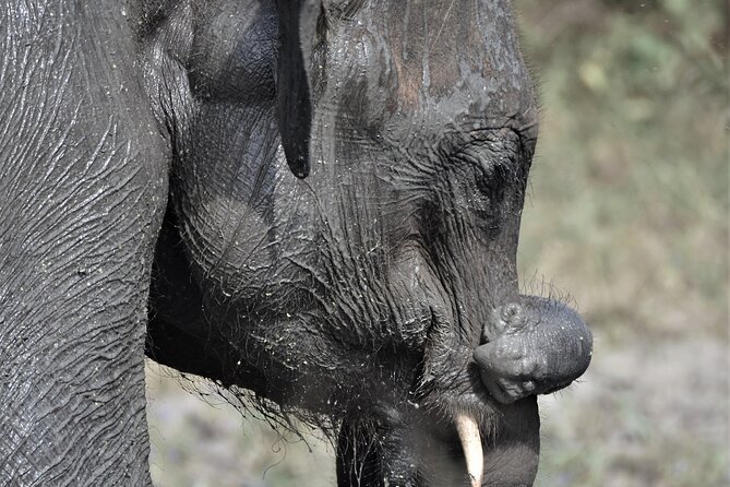 Udawalawe Elephant Safari: 3h Jeep Adventure (All Inclusive) - Lunch and the small choices that affect your day