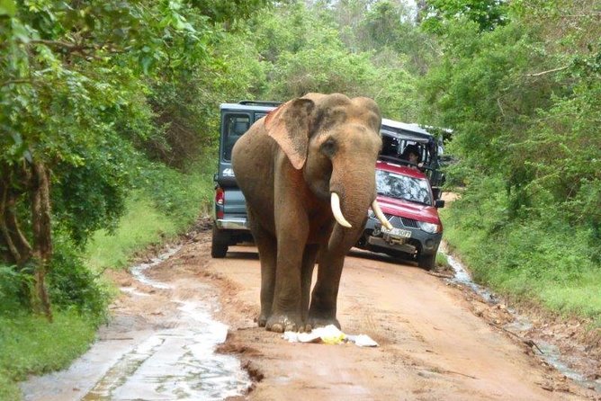 Udawalawe Elephant Safari: 3h Jeep Adventure (All Inclusive) - Price, value, and what you’re actually paying for