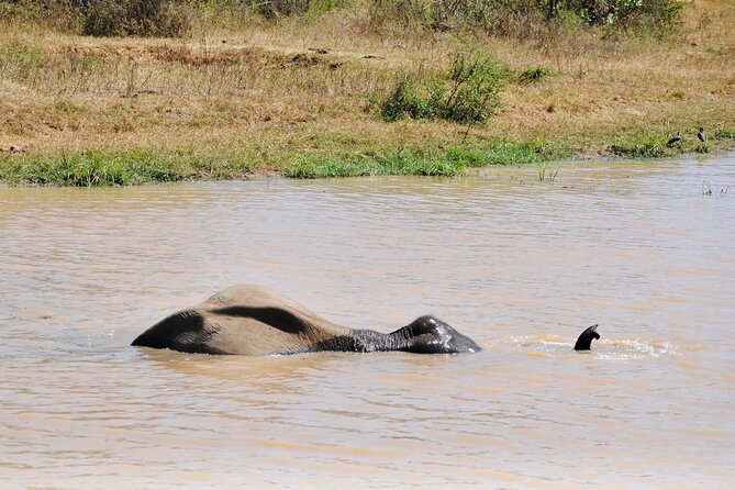 Udawalawe Elephant Safari: 3h Jeep Adventure (All Inclusive) - The Shiran factor: service that keeps things simple