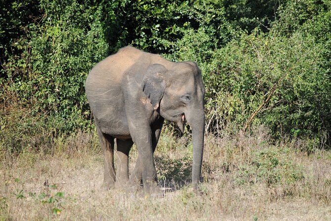 Udawalawe Elephant Safari: 3h Jeep Adventure (All Inclusive) - Who this safari suits best (and who might want a different option)