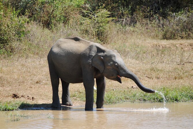 Udawalawe Elephant Safari: 3h Jeep Adventure (All Inclusive) - Why the private 4x4 jeep matters (and where it helps most)