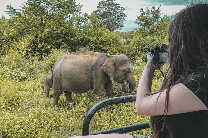 Udawalawe National Park Jeep Safari From Ella / Bandarawela - The private jeep safari: what you’ll do in those 3 hours