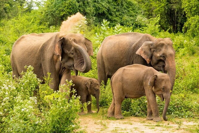 Udawalawe National Park Jeep Safari From Ella / Bandarawela - FAQ