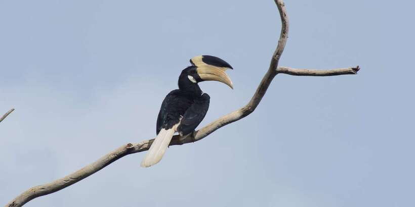 Udawalawe National Park Safari and Elephant Transit Home - Key things that make this tour worth your attention