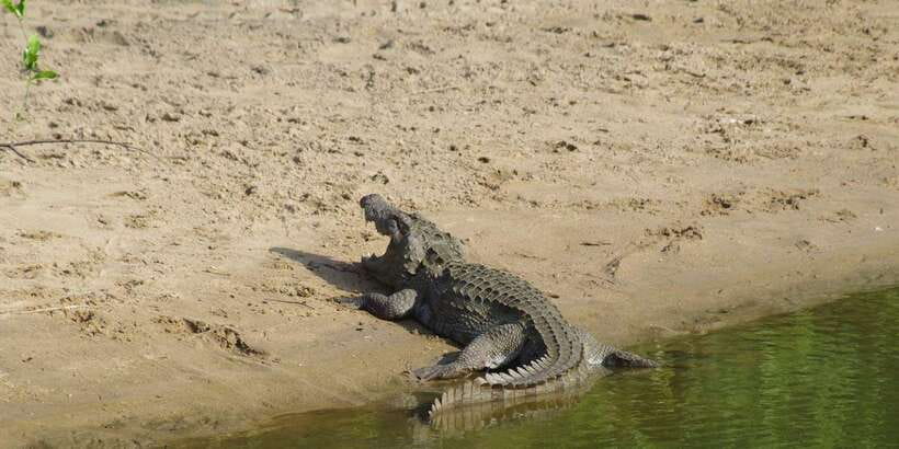 Udawalawe National Park Safari and Elephant Transit Home - The private 4x4 jeep and your 10+ year guide: what you actually get