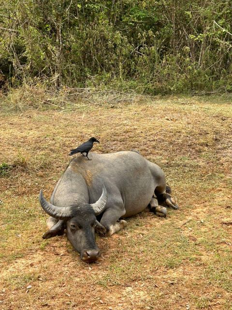Udawalawe National Park Safari and Elephant Transit Home - Price and value: the $40 tour plus park entry reality