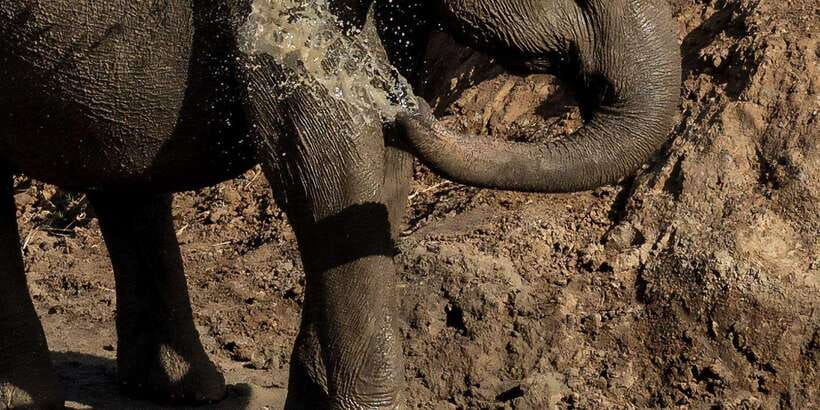 Udawalawe National Park Safari and Elephant Transit Home - Udawalawe National Park: why this park is famous for real wildlife viewing