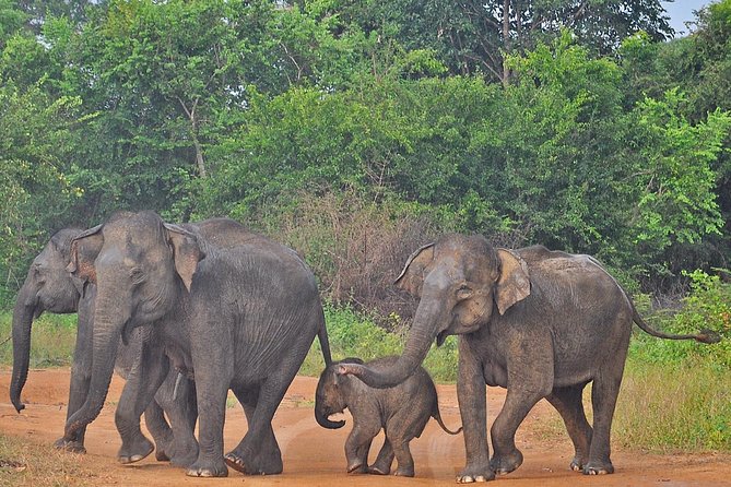 Udawalawe National Park Safari from Bentota - The logistics that make this tour feel smooth