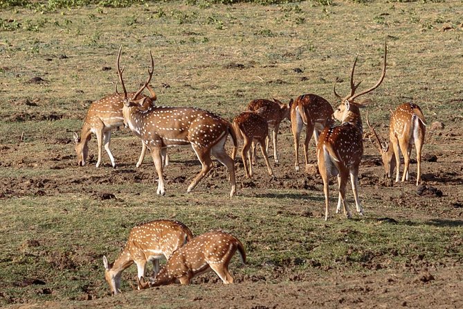 Udawalawe National Park Safari from Bentota - Price and value: what $137 really buys you