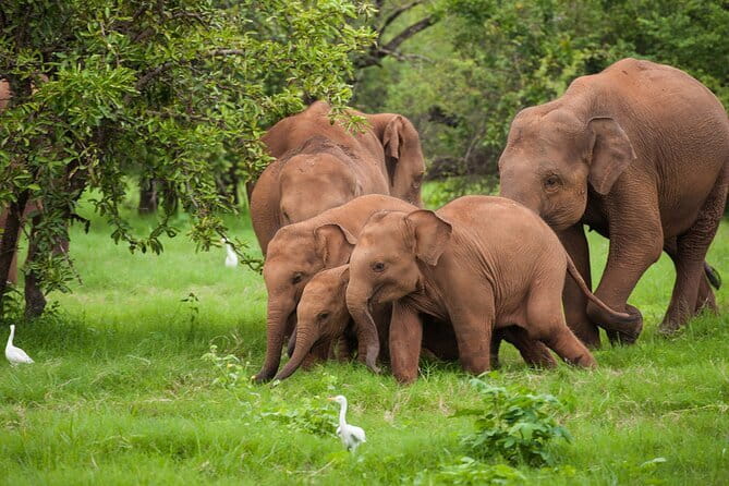 Udawalawe National Park Safari | From Ella - Key things to know before you go