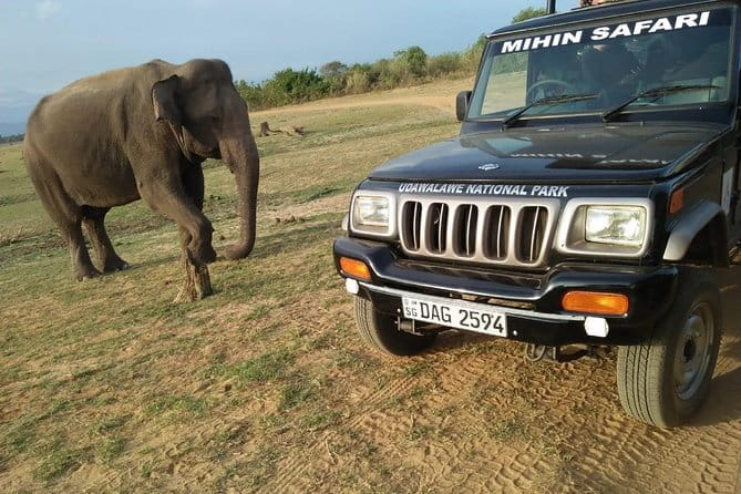 Udawalawe National Park Safari | From Ella - Udawalawe National Park: why this place is so good for wildlife