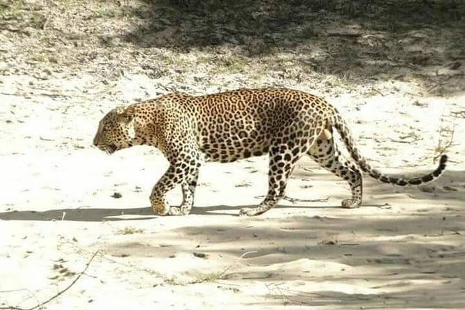 Udawalawe National Park Safari | From Ella - Birds, plus the small details that make spotting easier