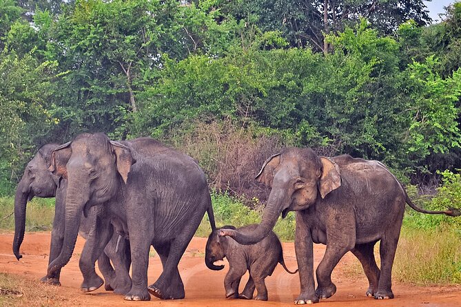 Udawalawe National Park Safari from Galle - The 3-hour open-top 4x4 safari: how to spot animals better