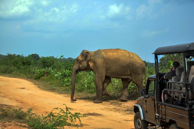 Udawalawe National Park Safari from Galle - What to expect during the Udawalawe stop