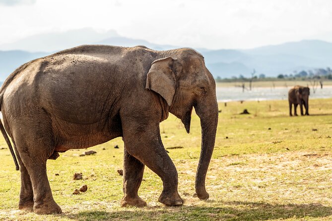Udawalawe National Park Safari from Galle - The short Galle moment: using your time wisely