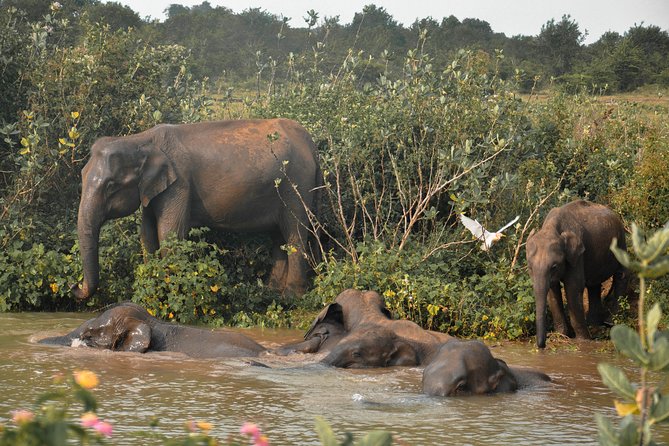 Udawalawe National Park Safari from Mirissa - Weather and expectations: what to do if the park starts rainy