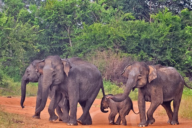Udawalawe National Park Safari from Mirissa - Value check: is $92 per person a smart use of your day?