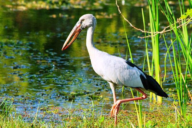 Udawalawe National Park Safari from Weligama - Udawalawe From Weligama: the safari you can do in one day