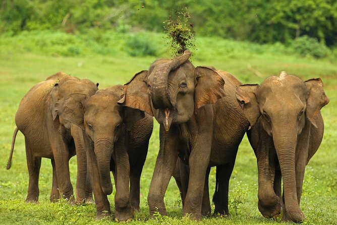 Udawalawe National Park Safari from Weligama - Kani and Janaka style: what a great safari driver changes
