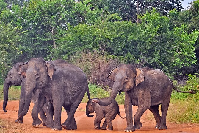 Udawalawe National Park Safari from Weligama - The Weligama stop: quick seaside reset