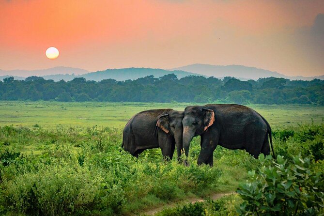 Udawalawe National Park Safari from Weligama - Expect rough roads: comfort tips for the jeep safari