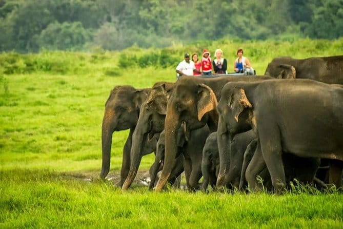 Udawalawe National Park Safari Trip from Ella - Quick Hits Before You Go