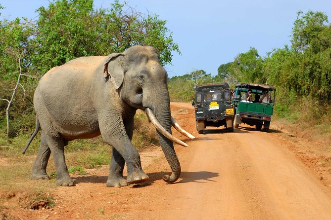Udawalawe National Park Safari trip from Galle/Mirissa/Ella - Why Udawalawe feels special with an early start