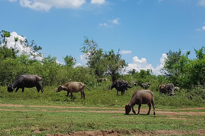 Udawalawe National Park Safari trip from Galle/Mirissa/Ella - Price and value: what $190 actually covers