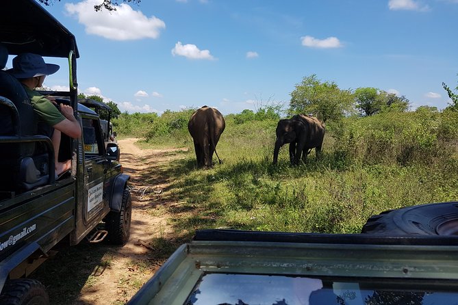 Udawalawe National Park Safari trip from Galle/Mirissa/Ella - Who this safari suits best (and who should think twice)