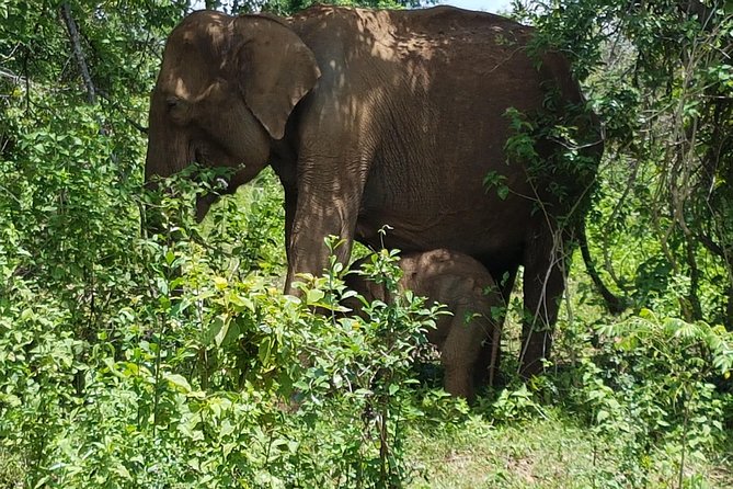 Udawalawe National Park Safari trip from Galle/Mirissa/Ella - Tips to make your safari day smoother