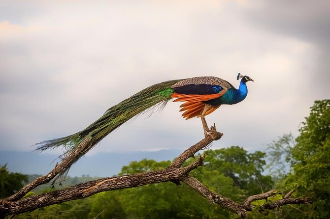 Udawalawe National Park Safari With Transfers From Colombo - Udawalawe National Park safari: your main wildlife block