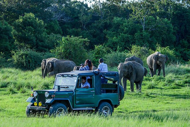 Udawalawe Safari Day Trip from South Region & Transfer to Ella - Key highlights to know before you go