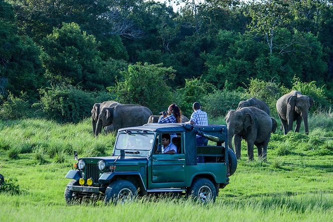 Udawalawe Safari DayTrip frm Bentota/Kalutara/Ahungalla/Hikkaduwa - Why Udawalawe is a smart day trip from Bentota