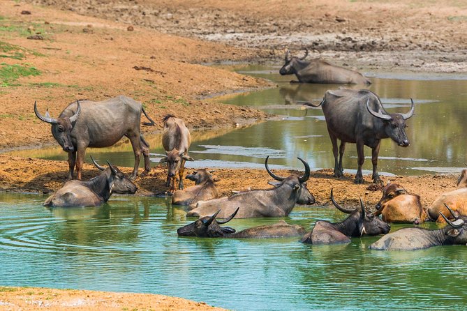 Udawalawe Safari DayTrip frm Bentota/Kalutara/Ahungalla/Hikkaduwa - Lunch + bottled water: simple fuel for a big chunk of the day