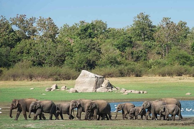 Udawalawe Safari Private Day Tour Kaluthara/Beruwala/Bentota/Kosgoda/Ahungalla - Price and value: what you’re really paying for