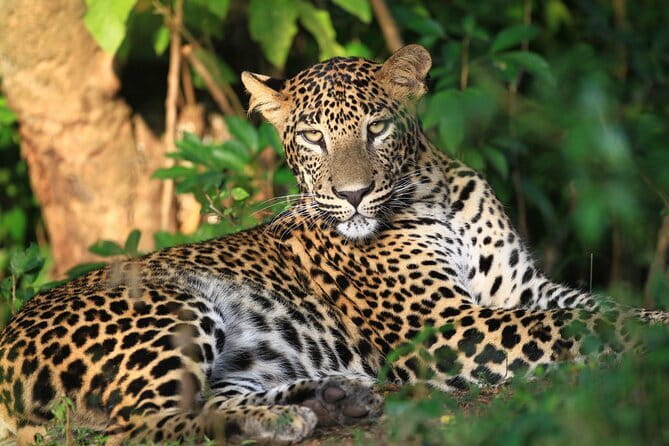 Visiting the Historical Polonnaruwa Ruins and Minneriya Safari - Timing Tips: Starting at 7:30 am Without Getting Cranky