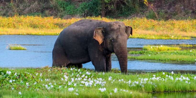 Wasgamuwa: Wasgamuwa National Park Private 3-Hour Safari - Wasgamuwa’s 3-hour safari: what this timing buys you