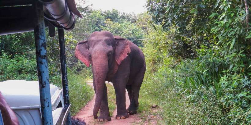 Wasgamuwa: Wasgamuwa National Park Private 3-Hour Safari - Private 4x4 jeep time: comfort, visibility, and control