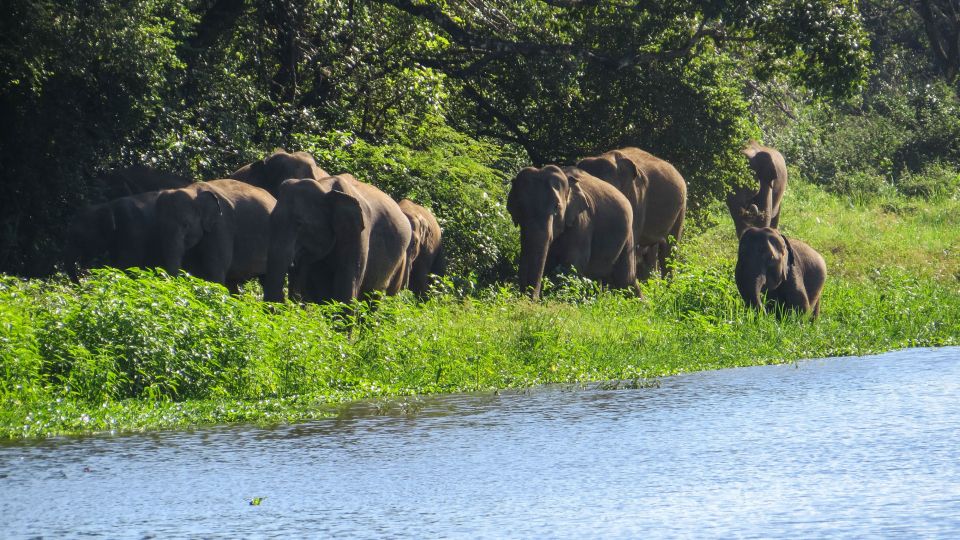 Wasgamuwa: Wasgamuwa National Park Private 3-Hour Safari - What the safari ride looks like step by step