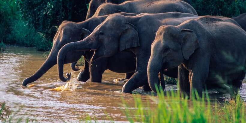 Wasgamuwa: Wasgamuwa National Park Private 3-Hour Safari - The “dry tropical forest + water pools” wildlife pattern