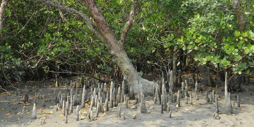 West coast Beach, River Mangroves lagoon, Wildlife boat Tour - Key highlights worth your attention
