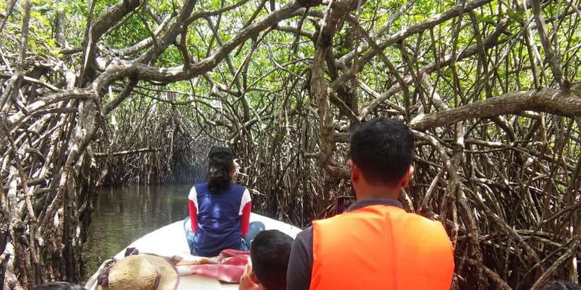 West coast Beach, River Mangroves lagoon, Wildlife boat Tour - Mangroves vanish fast, so this cruise gives you real time