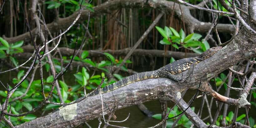 West coast Beach, River Mangroves lagoon, Wildlife boat Tour - Sea turtle conservation center: what you’ll learn first